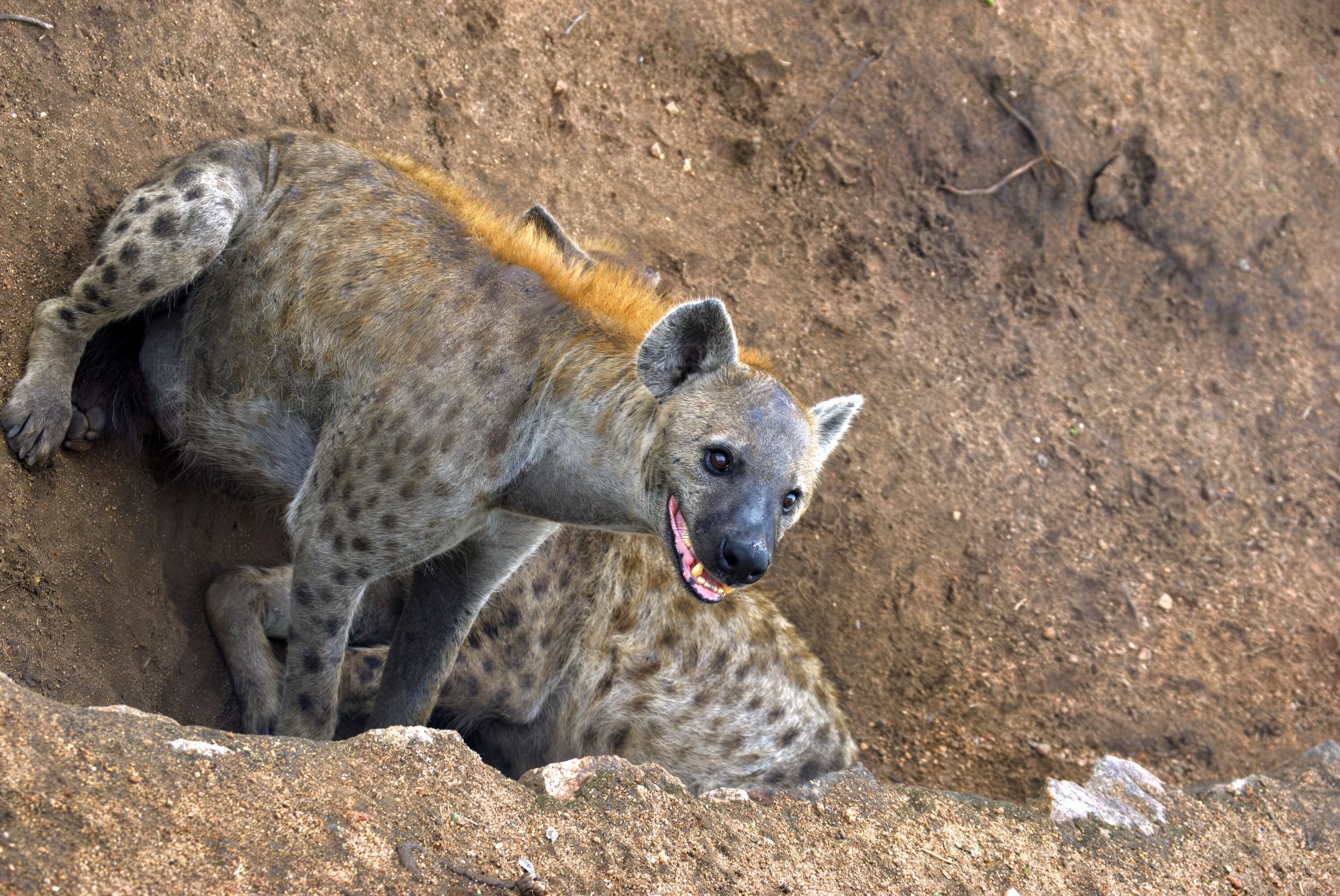 Hyänen im Kruger-Nationalpark